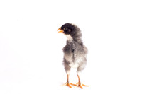 My Pet Chicken-18