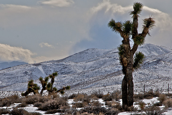 Joshua Trees South of Goldfield Along Hwy 95