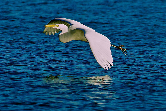 Great Egret, Lake Mead