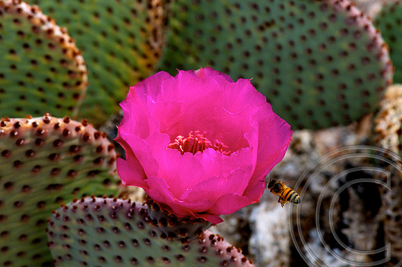 Beavertail Cactus, Lake Shore, Lake Mead Nevada