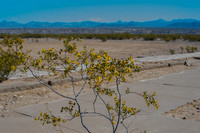 Mojave Road Trip 3.20.16-7