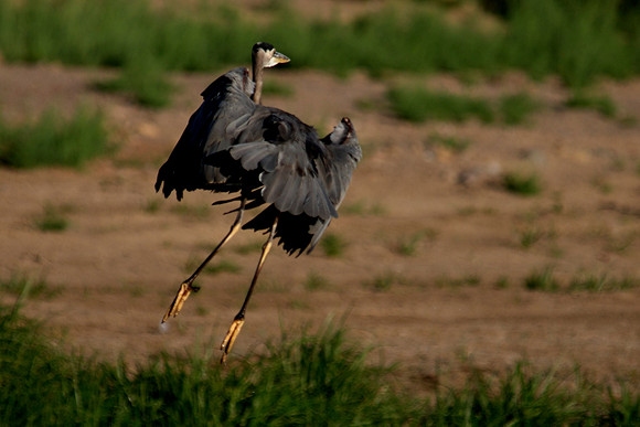 Great Blue Heron, Lake Mead