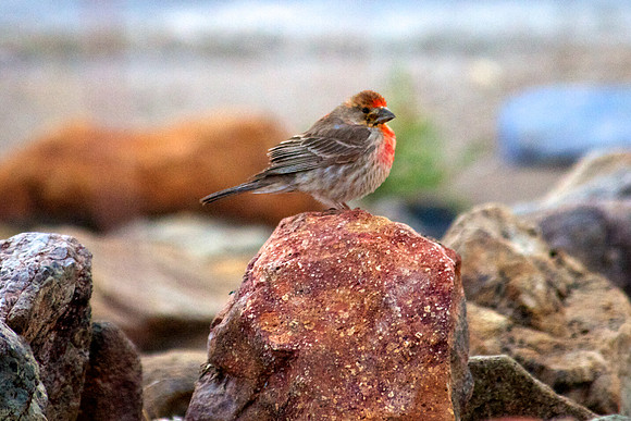 Cassin's Finch, Lake Mead Nevada