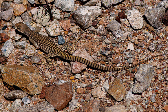 Lake Mead National Recreation Area, Arizona