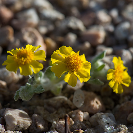Mojave Road Trip 3.20.16-110