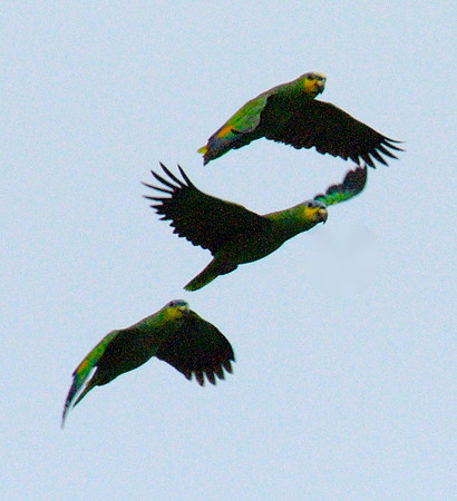 Parrots