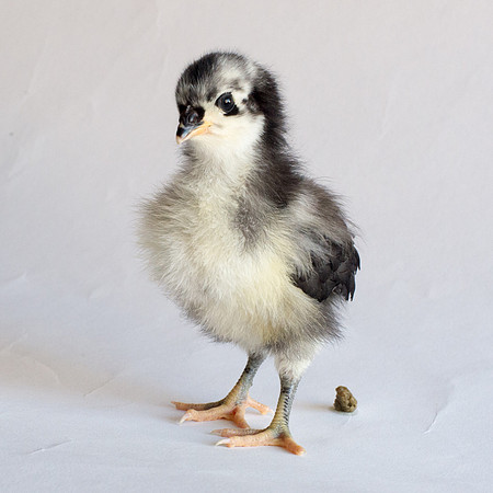 My Pet Chicken-25