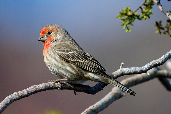 House Finch, Lake Mead