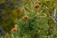 Pinion Pines, Pioche