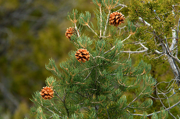 Pinion Pines, Pioche