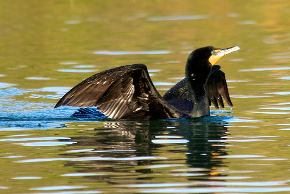 Double Crested Cormorant, Lake Mead