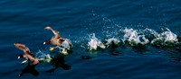 Mud Hens, Lake Mead Nevada