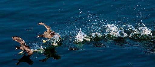 Mud Hens, Lake Mead Nevada