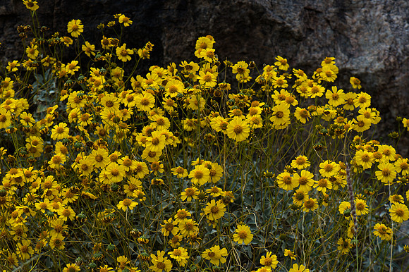 Mojave Road Trip 3.20.16-192