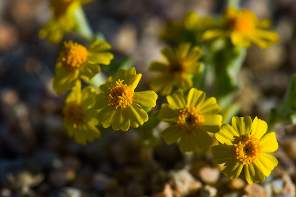 Mojave Road Trip 3.20.16-102