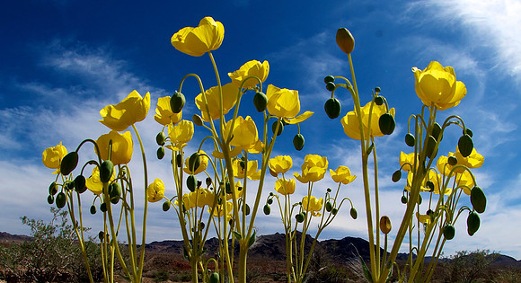Bitter Springs, Lake Mead Recreation Area
