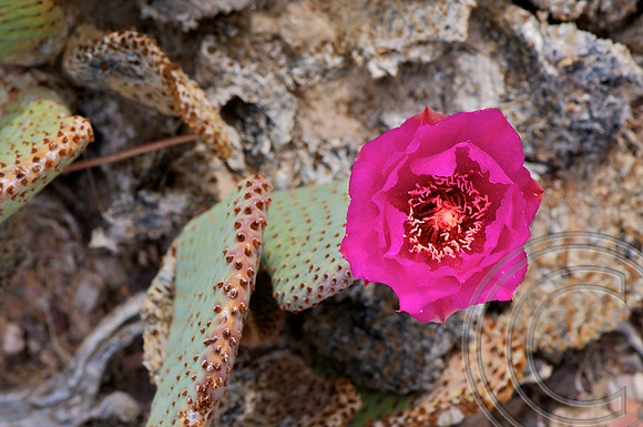 Beavertail Cactus, Lake Shore, Lake Mead Nevada