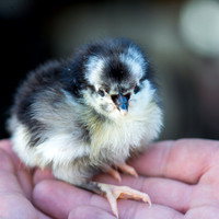 My Pet Chicken-4