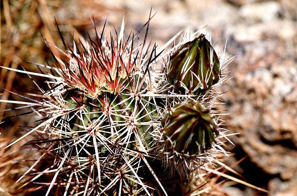 Mohave Preserve