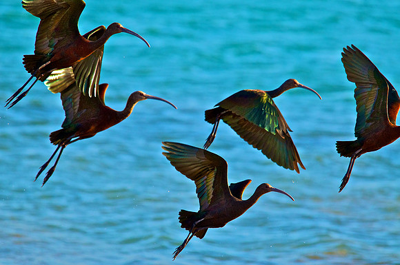 Ibis, Lake Mead Nevada