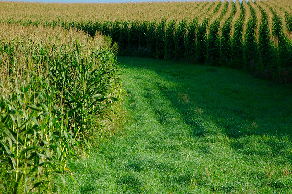 Cornfield along the road that Joanne used to wander down as a child