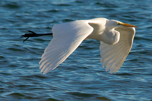 Great Egret, Lake Mead Nevada