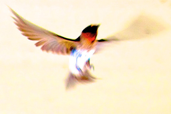 Cliff Swallow, Las Vegas Wash