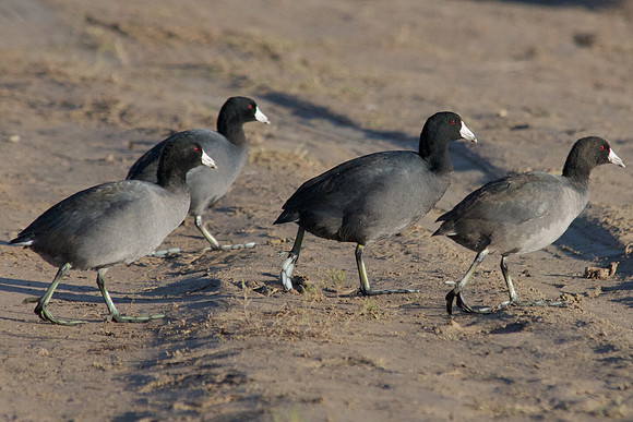 Mud Hens, Lake Mead Nevada