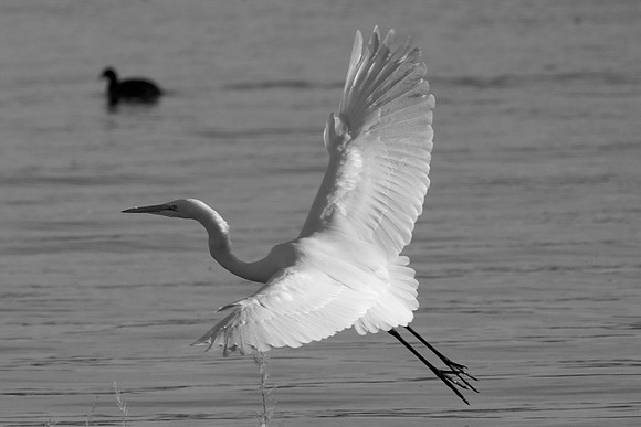 Great Egret, Lake Mead Nevada