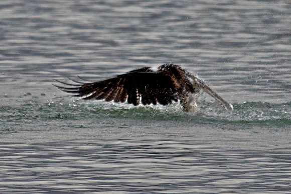 Osprey, Lake Mead
