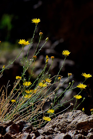 Kingman Wash, Lake Mead Recreation Area