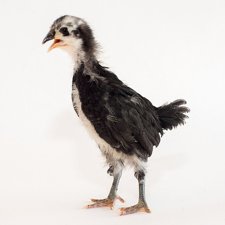 My Pet Chicken-36