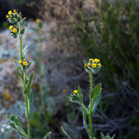 Mojave Road Trip 3.20.16-142