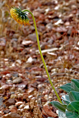 Spring Flower, North Shore Rd., Lake Mead  Nevada