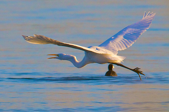 Great Egret, Lake Mead Nevada