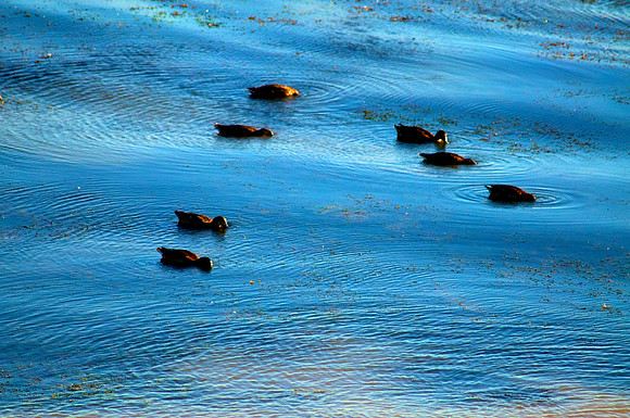 Merganser, Lake Mead