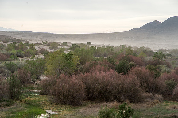 Mojave Road Trip 3.20.16-247