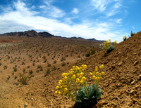 Bear-Paw Poppy, Muddy Mountains Nevada