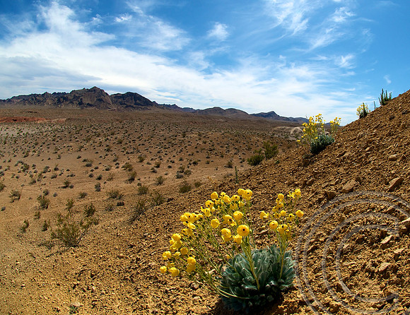 Bear-Paw Poppy, Muddy Mountains Nevada