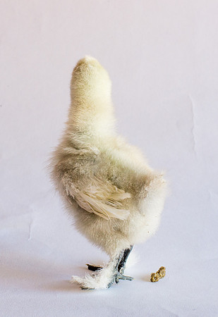 My Pet Chicken-27