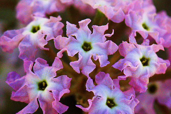 Sand-Verbena