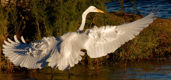Great Egret, Lake Mead