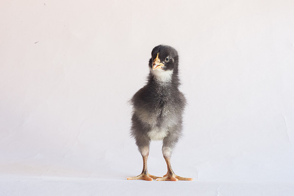 My Pet Chicken-17
