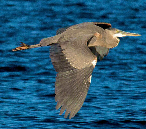 Great Blue Heron, Lake Mead