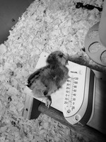 My Pet Chicken-12