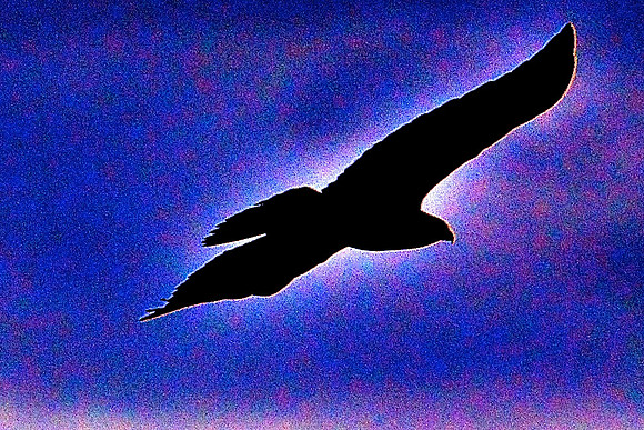 Golden Eagle, Black Canyon