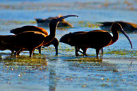 Ibis, Lake Mead