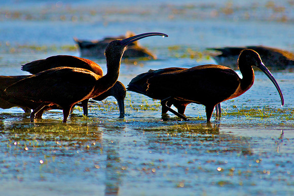 Ibis, Lake Mead