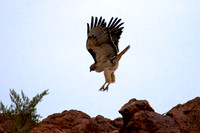 Red Tailed Hawk, Lake Mead Nevada