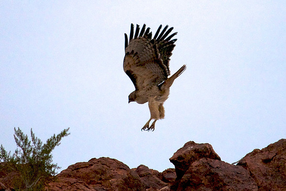 Red Tailed Hawk, Lake Mead Nevada